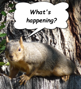 squirrel_comic-273x300